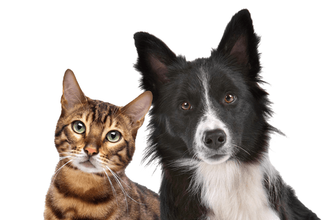 Стрижка собак и кошек